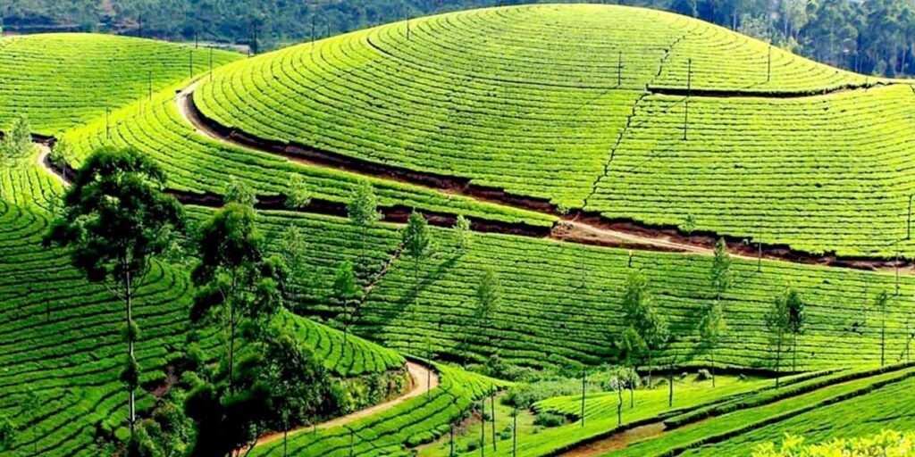 Lush green tea plantations Ooty - Kodaikanal hill station package from Bhubaneswar
