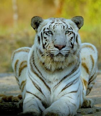 corbett-white-tiger-wildlife-tour