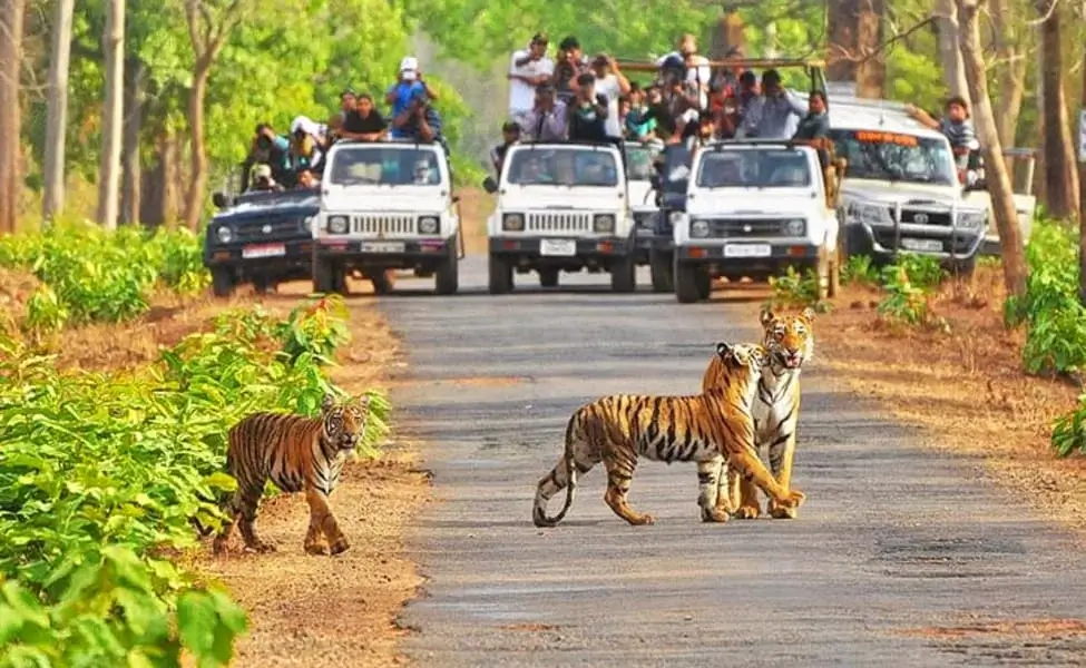 kanha-bandhavgarh-madhya-pradesh-tour-package