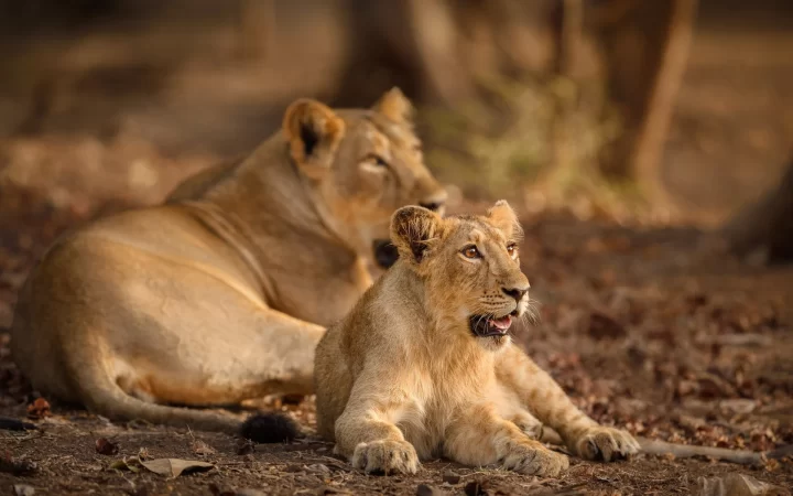 sasan-gir-national-park-safari-gujurat-bhubaneswar