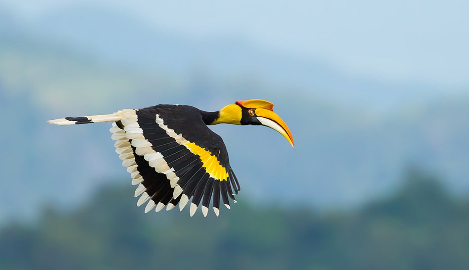 Arunachal wildlife and tribal culture tour – native dancers