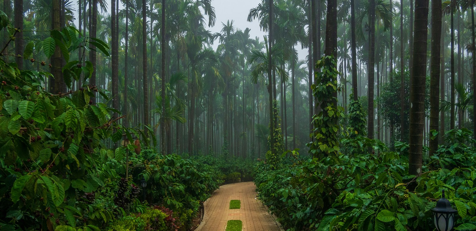 Coffee plantations of Coorg in rainy season - tour package from bhubaneswar odisha ₹10500