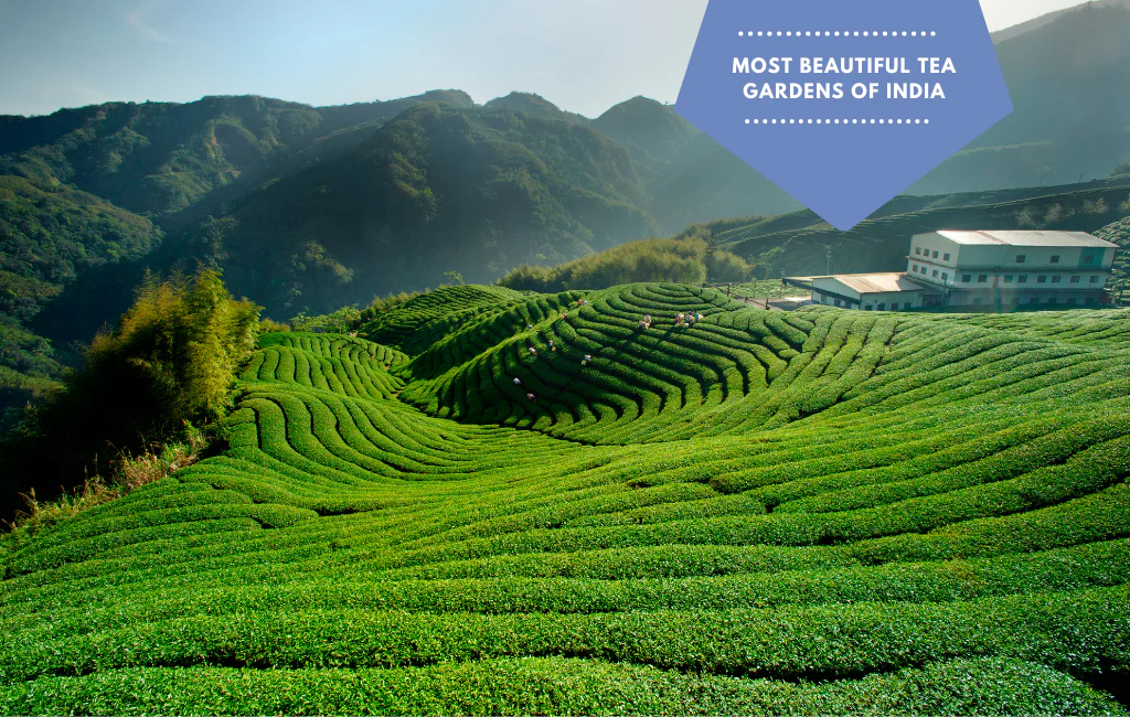 Darjeeling tea gardens in monsoon from Bhubaneswar Odisha