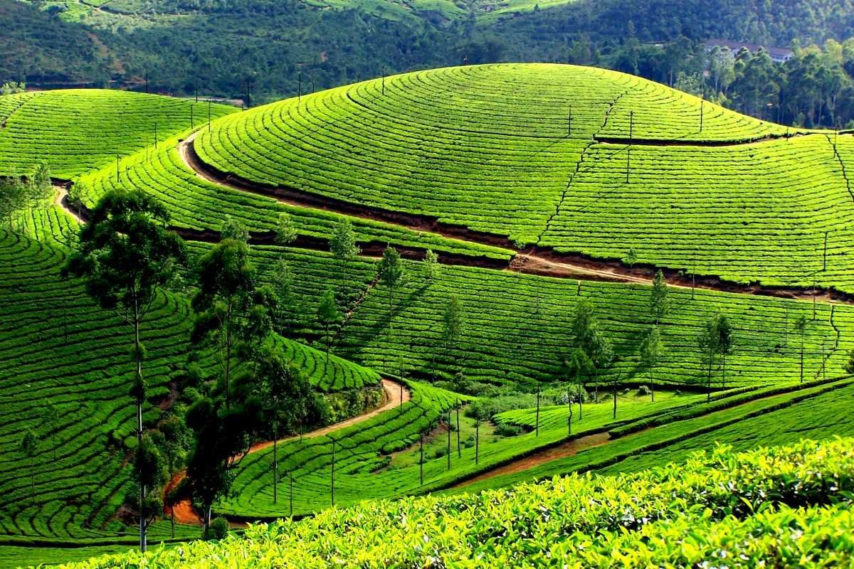 Munnar hills and tea gardens covered in fog - package starts ₹12500