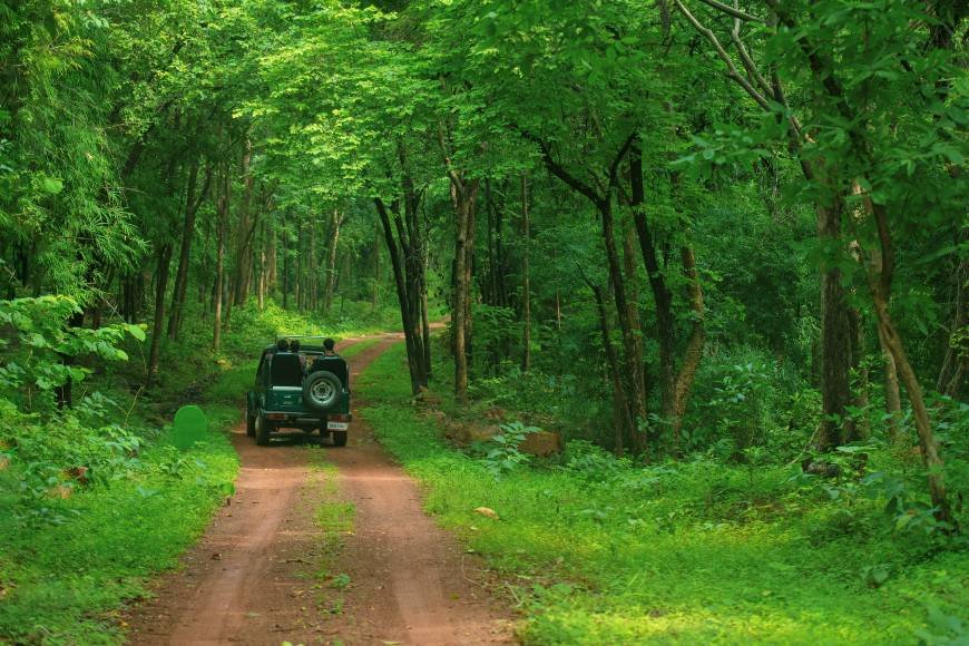 Odisha jungle safari monsoon package